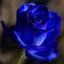 Shadow of Blue Rose