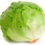 TMG_lettuce