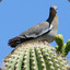 Pigeoncactus