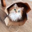 The Shopping Cat