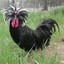 Big black cock