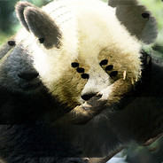 Pandaska