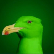 Green Seagull avatar