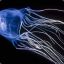 Jellyfish &lt;3