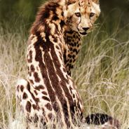 Cheetah141414