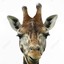 Giraffe512