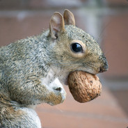 SquirreL_The_SqoundreL