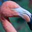 Sexually Aggressive Flamingo