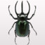 Beetleslayer44