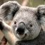 Kool Koala