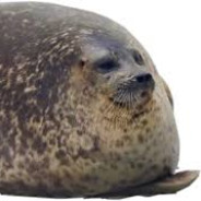 Chonky Seal