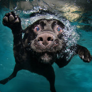 pes v vode