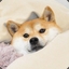 Doge lies in bed