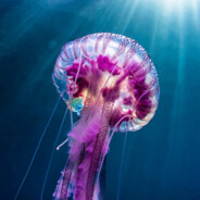 Jellyfish_'s avatar
