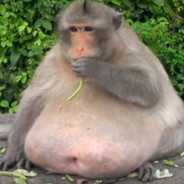Chonky Monky - steam id 76561197971025633