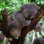 koalakino