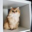 The Shelf Cat