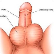 Penis & Scrotum 4 u