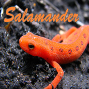 Salt Salamander