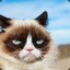 Grumpy Cat pvpro.com