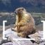 [ __ ] Regular Ol&#039; Pudgy Marmot