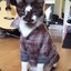 Flannel Cat