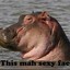 hippos on weeed
