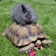 tortise-bunny