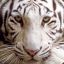 White-Tiger[RUS]