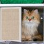 The Storage Cat