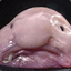 Broder Blobfish