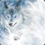 Snow-Wolf14