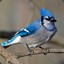 blueisbird