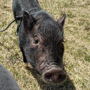 Coco the male pig