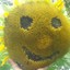 Sunflower g4skins.com
