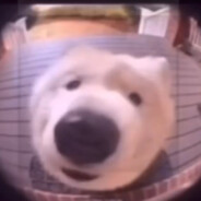 Ding Dong Doge steam account avatar
