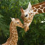 Giraffes_R_Awesome