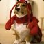 Corgie in a Lobster suit