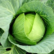 Undank Cabbage (Was L Is Real)