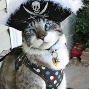 Кот Пират