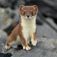 Willy The Wonder Weasel