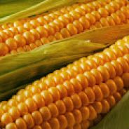 Кукуруза в Кукурузнике