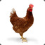 Chicken_DK