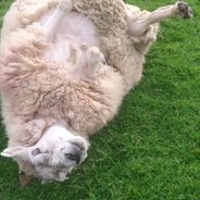 fatass sheep