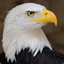 pro_eagle