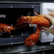 Microwaved Lobster
