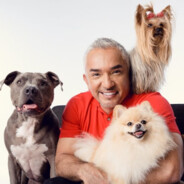 Cesar Millan Dog Trainer