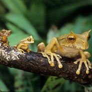 Golden Frogs