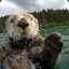 Hairy Otter