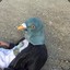 Paraplegic Pigeon